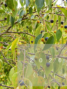 2020年交通事故傷殘十級的案例賠償結(jié)果(十級交通事故傷殘能賠償多少錢2020年)