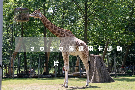 2020年信用卡逾期圖片（信用卡逾期怎么辦圖片）