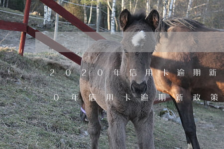 2020年信用卡逾期新政策解决-2020年信用卡逾期新政策解决了吗