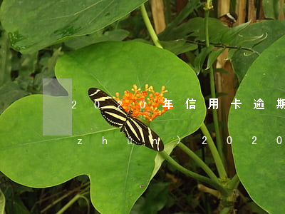 2020年信用卡逾期標(biāo)準(zhǔn)(2020年信用卡逾期標(biāo)準(zhǔn))