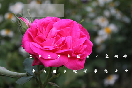 2020年信用卡逾期金額多少-2020年信用卡逾期率是多少
