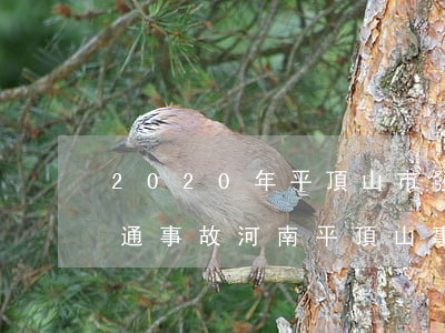 2020年平頂山市發(fā)生多少起交通事故(河南平頂山事故)
