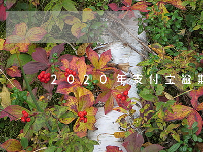 2020年支付宝逾期查询(查看支付宝逾期)