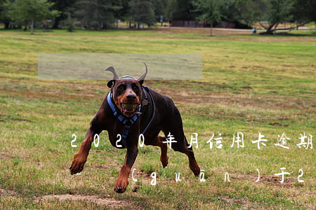 2020年月信用卡逾期新法規(guī)-關(guān)于2020年信用卡逾期的規(guī)定