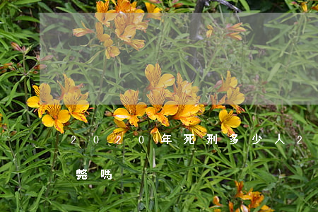 2020年死刑多少人(2020年死刑是槍斃嗎)