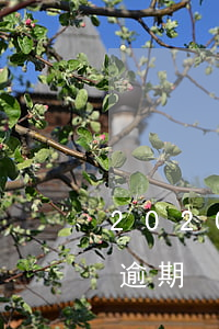 2020年疫情信用卡逾期（上海信用卡疫情逾期）
