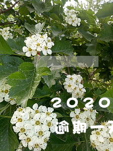 2020年花唄借唄逾期率(2020年借唄逾期一天有啥影響嗎)