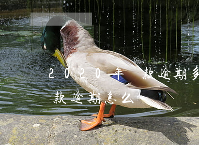 2020年貸款逾期多嗎(2020年銀行貸款逾期怎么辦)