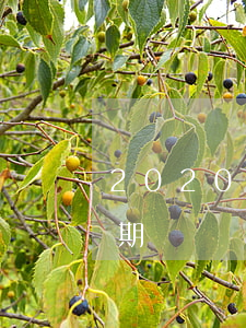 2020年逾期記錄幾年更新（2016年逾期記錄）
