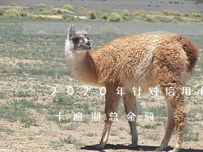 2020年针对信用卡逾期(2020年信用卡逾期总金额)