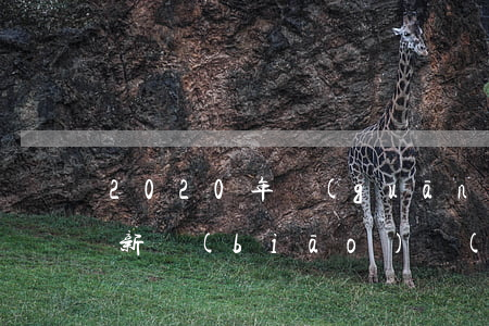 2020年關(guān)于信用卡逾期最新標(biāo)準(zhǔn)（信用卡逾期還款安排表）