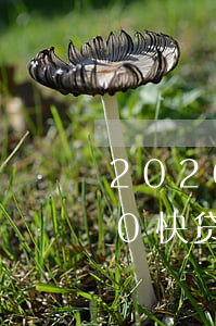 2020快贷还款后多久恢复额度-2020快贷还款后多久恢复额度呢