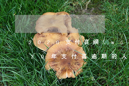 2020支付寶網(wǎng)貸逾期(2020年支付寶逾期的人特別多)
