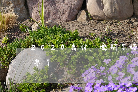 2020支付寶逾期了好多 支付寶逾期快2年了
