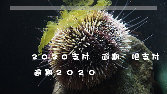 2020支付寶逾期貼吧（支付寶是不是可以逾期2020）