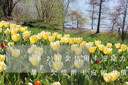 2020欠信用卡沒能力還的結(jié)果-欠信用卡沒能力償還怎么辦