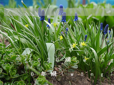 2020網(wǎng)貸逾期金額(2020年網(wǎng)貸逾期了怎么辦)