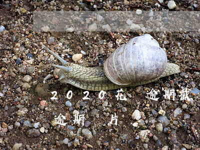 2020花唄逾期截圖(2020年9月花唄逾期圖片)
