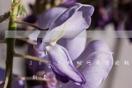 2020蚂蚁网商贷逾期(网商贷逾期一年逾期费)