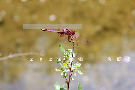 2020醉酒駕駛拘留多少天