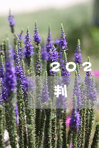 2021幫信罪案例(2021幫信罪案例已判)