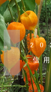 2021年信用卡逾期3天，警惕！2021年信用卡逾期3天可能带来的影响