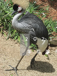 2021年信用卡逾期新法规招商(2020年信用卡逾期新规定)
