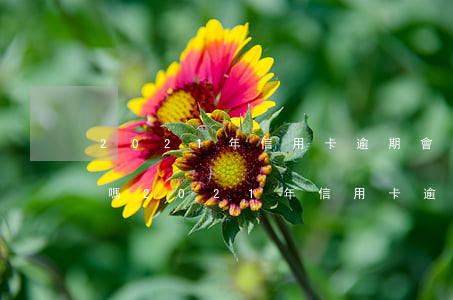 2021年信用卡逾期會(huì)被起訴嗎(2021年信用卡逾期會(huì)被起訴嗎)