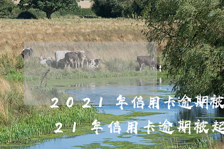 2021年信用卡逾期被起訴怎么辦-2021年信用卡逾期被起訴怎么辦呢