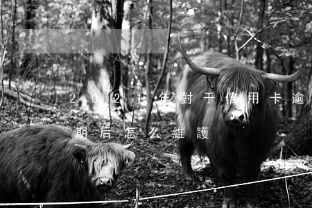 2021年對于信用卡逾期的處理（信用卡逾期后怎么維護）