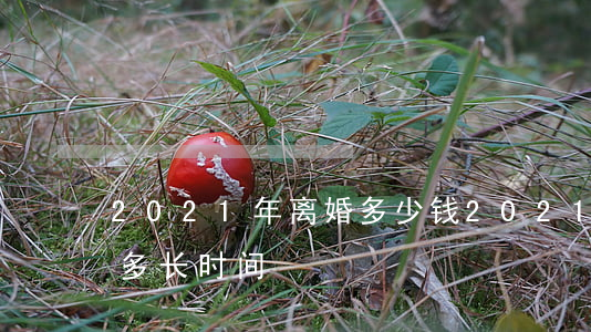 2021年离婚多少钱(2021年离婚需要多长时间)