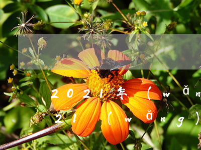 2021年網(wǎng)貸逾期催收(2021網(wǎng)貸會(huì)全面停止催收嗎)