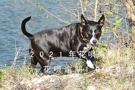 2021年花唄逾期11000會被起訴嗎-花唄逾期1000多久會被起訴,真的會上門嗎?