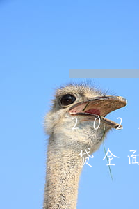 2021网贷全面逾期可怕吗(2021年网贷全面逾期)