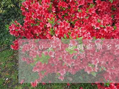 2021花呗逾期多少天会起诉-