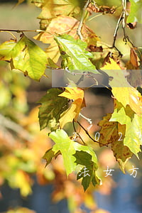2021離婚新婚姻法(2021離婚新婚姻法女方出軌)