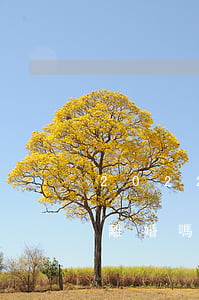 2022屬牛女會離婚嗎(2022屬牛女會離婚嗎)
