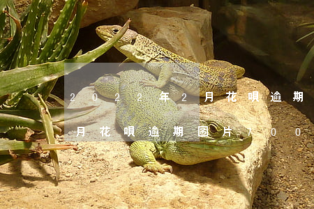 2022年2月花唄逾期圖片 2022年2月花唄逾期圖片700
