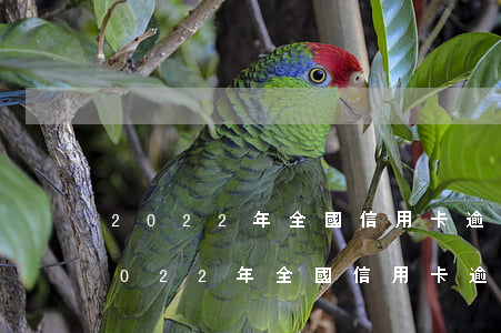 2022年全國信用卡逾期的人有多少-2022年全國信用卡逾期的人有多少呢