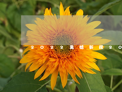 2022离婚新规(2020离婚新规)