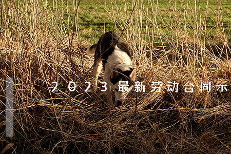 2023最新劳动合同示范文本免费下载