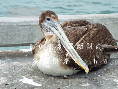 2023最新財產(chǎn)保全費用是多少（財產(chǎn)保全的條件是怎樣的）