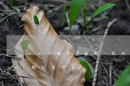 20万信用卡逾期一天利息(一万元信用卡逾期利息十天)