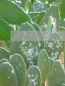 20歲欠2萬網(wǎng)貸