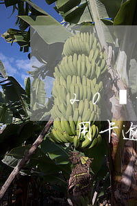 20萬信用卡逾期了怎么辦(2000塊的信用卡 逾期26個月 怎么消)