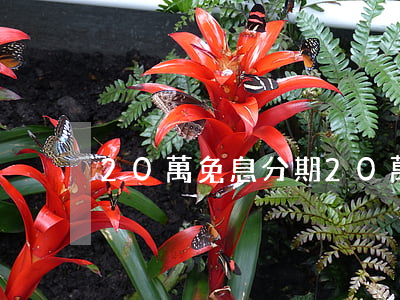 20萬免息分期（20萬免息分期）