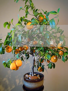 20萬的債務(wù)怎么還-20萬的債務(wù)怎么還清