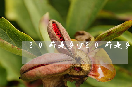 20薪是多少(20薪是多少)