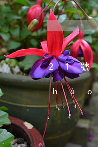 21號(hào)還花唄算逾期嗎(21號(hào)用的花唄下個(gè)月還嗎)