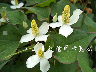 22歲欠信用卡怎么辦(22歲欠款2萬怎么辦)